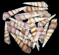 Turritella Purple 2 to 3"  Shells Sold By The 1/4 LBS ####
