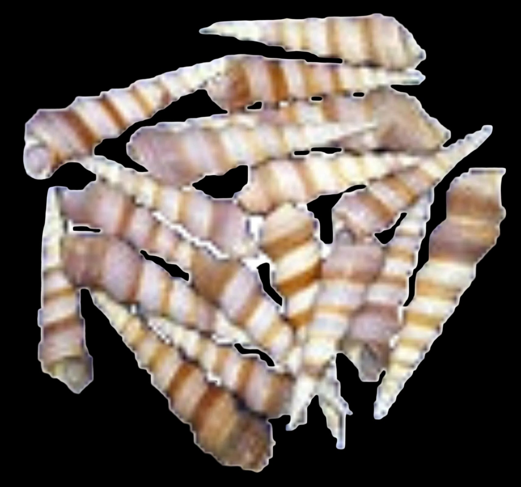 Turritella Purple 2 to 3"  Shells Sold By The 1/4 LBS ####