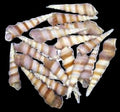 Turritella Purple 3/4 to 1 1/4" Shells Sold By The 1/4 LBS ####