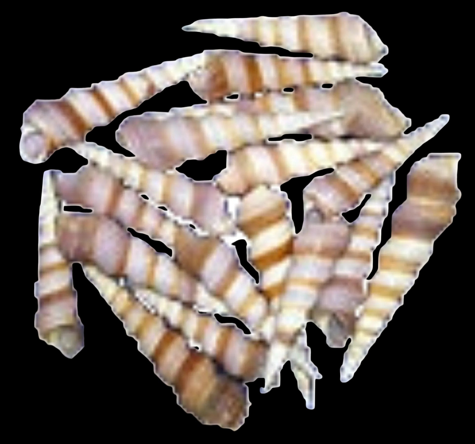 Turritella Purple 3/4 to 1 1/4" Shells Sold By The 1/4 LBS ####