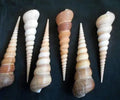 Purple Turritella Shells - 2 to 3" Sold by the 1/4 pound    70326
