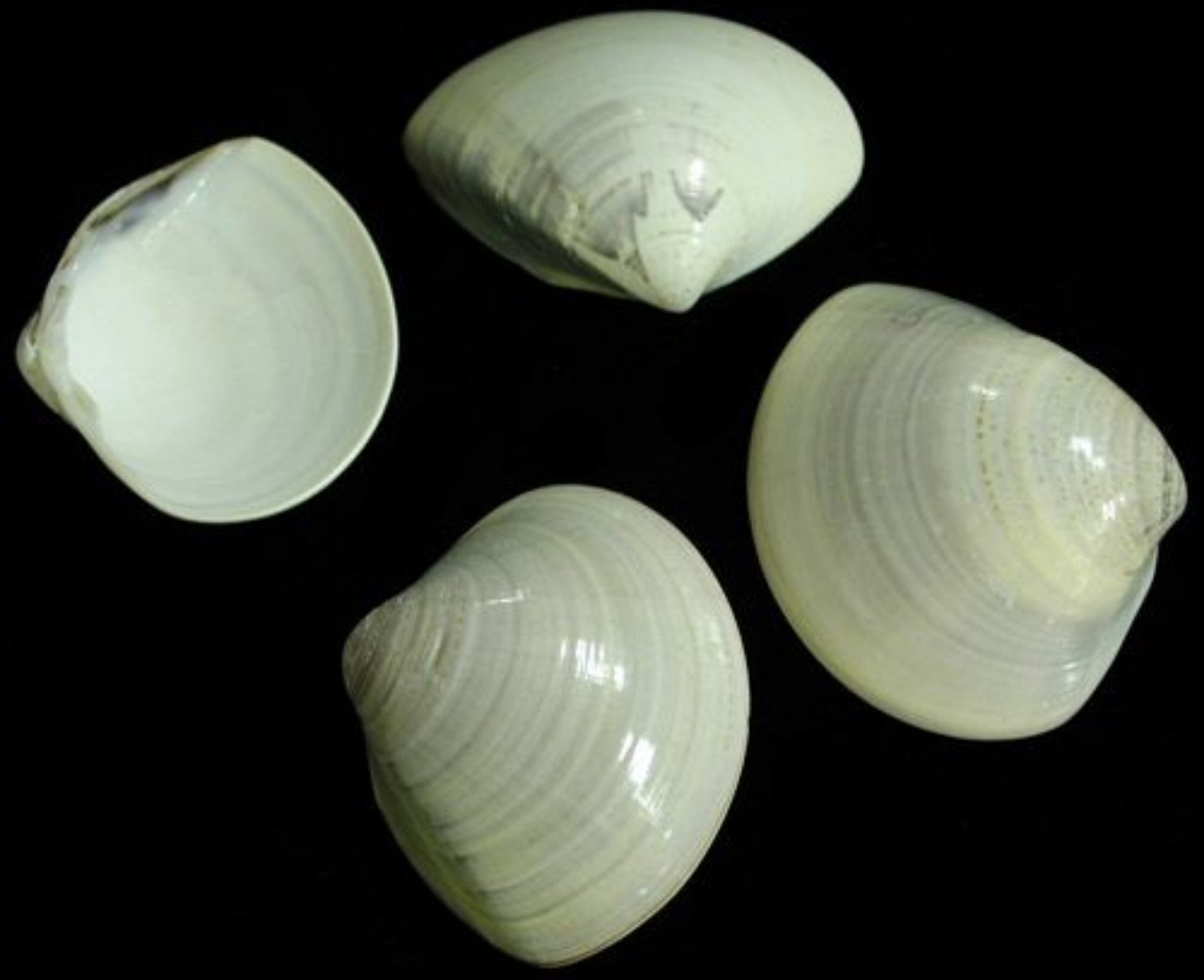 Quahog 1 1/2 to 2.5" Baby Shell (Singles) Sold By The 1/4 LBS    30126