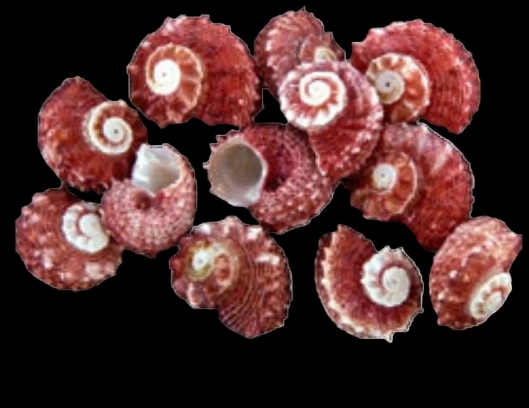 Delphinulus (Red) 1 to 2" Shells Sold Each ####