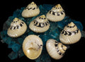 Polished Ribbed Pica Shells measuring  2 to 3" Sold Each   42826
