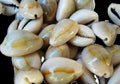 Cowrie (Ring Top)  3/4" or Less Shell  Sold each  ####