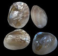 Clam (River) Polished 5 to 6" Single Shells Sold Each  #####
