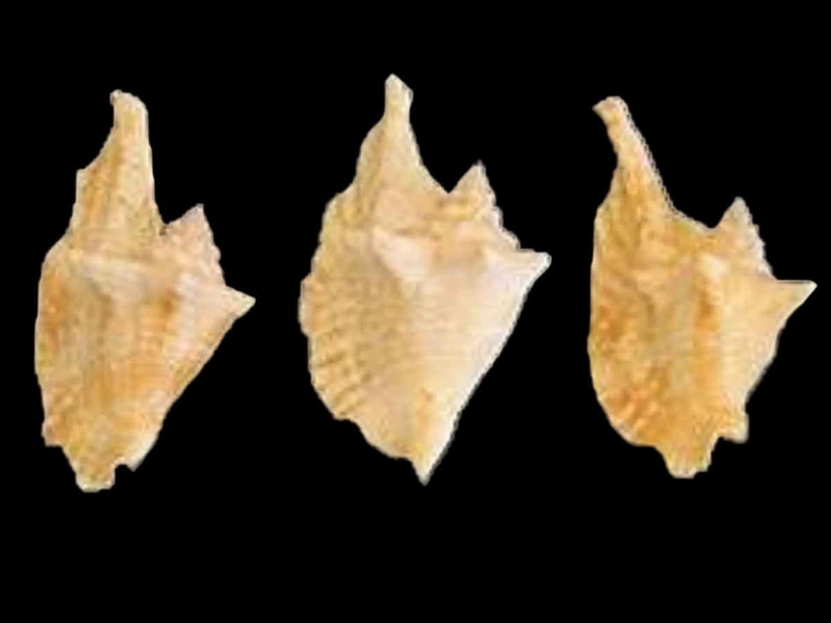 Conch Shell Back CONCH SHELLS – shells-from-the-dawn-of-aquarius