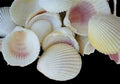 Cockle (Rose) 3/4 to 2" Shell Singles Sold By The 1/4 LBS ####