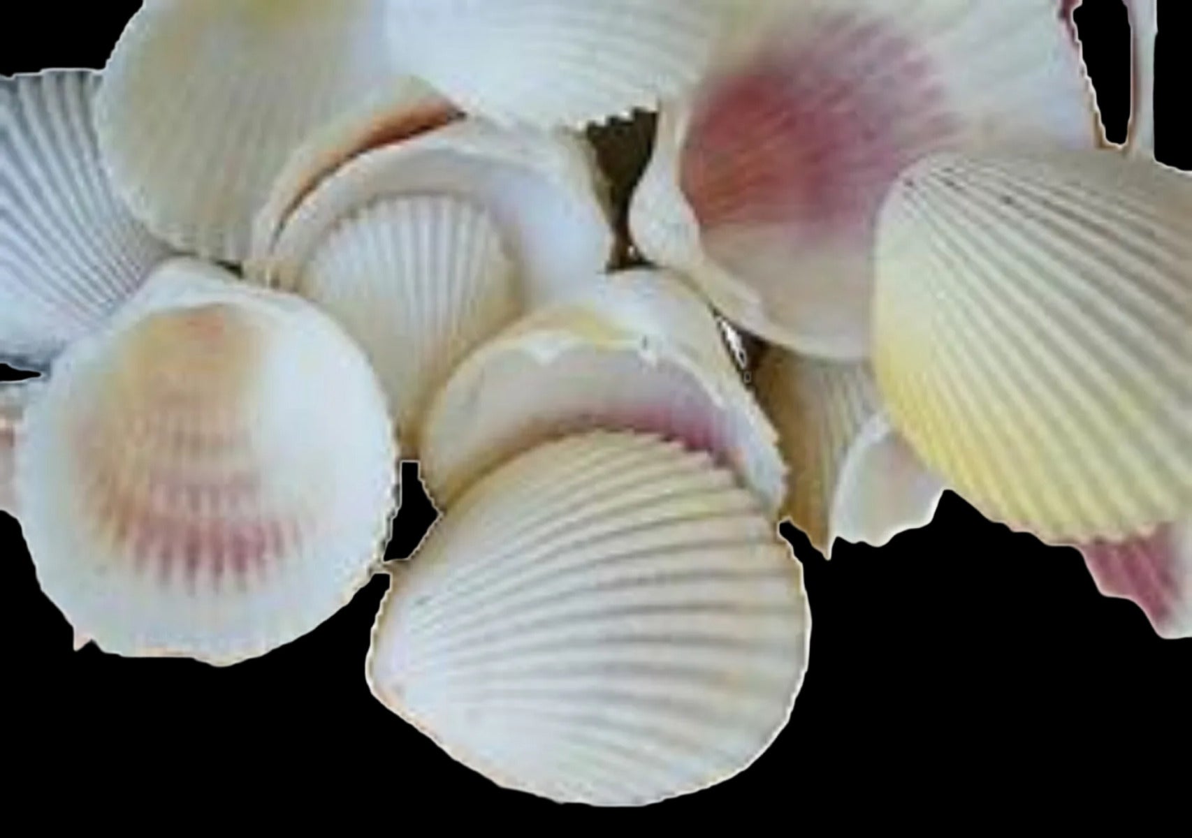 Cockle (Rose) 3/4 to 2" Shell Singles Sold By The 1/4 LBS ####