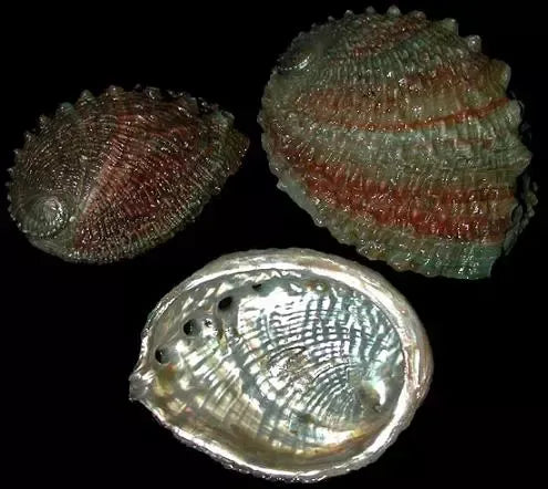 Rainbow Shell Raganaro Products – shells-from-the-dawn-of-aquarius