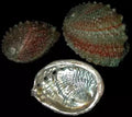 Abalone Rainbow Ruff Back 4 to 6" Shell  Sold Each  ###