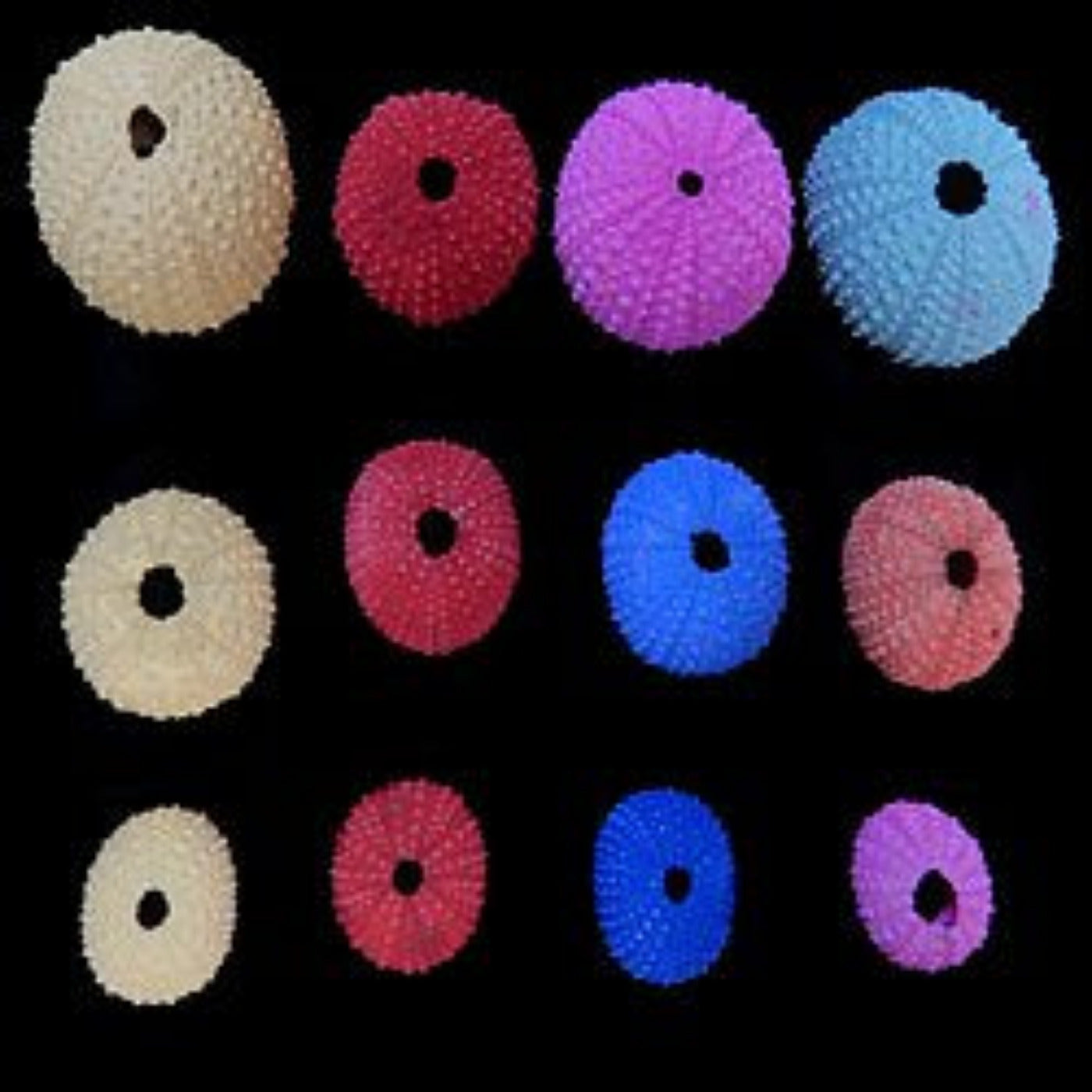 Dyed Assorted Color Sea Urchins measuring approximately  1"  Sold each      40726
