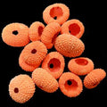 Dyed Orange Sea Urchins measuring 1 to 1 1/2" Sold Each      40726