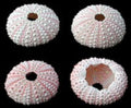 Pink Dyed Sea Urchins measuring 3/4 to 1 1/2" Sold Each       40726