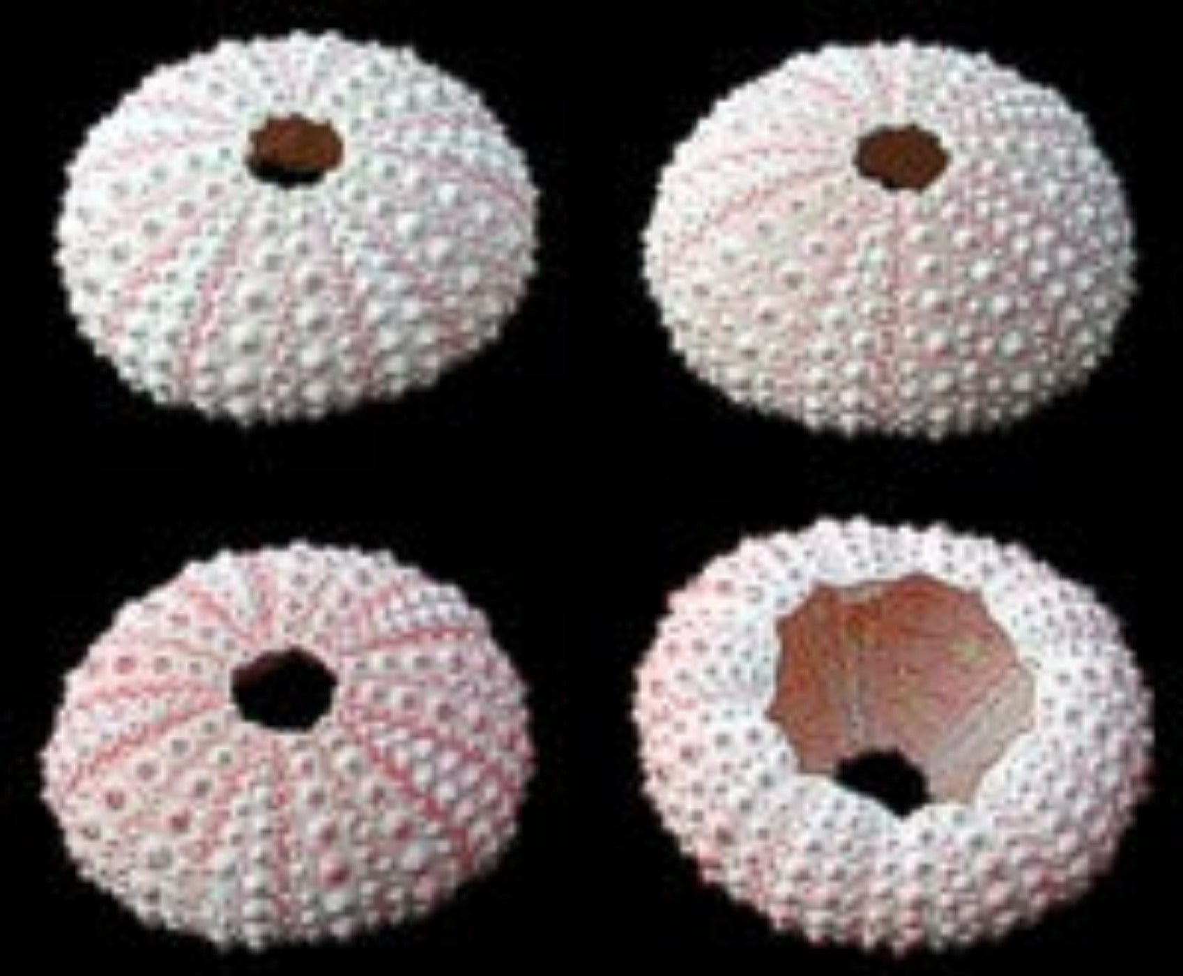 Pink Dyed Sea Urchins measuring 3/4 to 1 1/2" Sold Each       40726