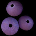 Purple Dyed THIHI Sea Urchins measuring at least  2 1/2"  Sold Each      40726