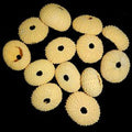 Dyed Yellow Sea Urchins measuring 1 1/2 to 2"  Sold Each        40726