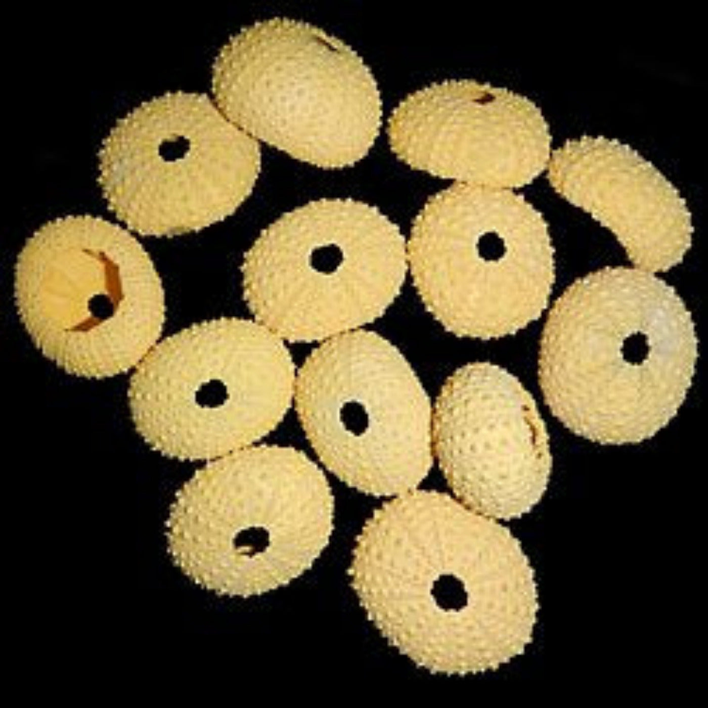 Dyed Yellow Sea Urchins measuring 1 1/2 to 2"  Sold Each        40726