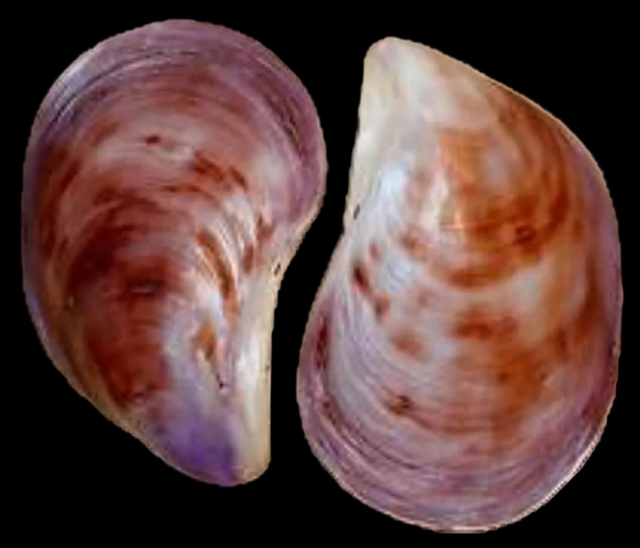 Oyster Seloy Pair 4" Sold Each  ####