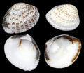 Clam Semi-White Single 3/4 to 1 1/2" Shells Sold By The 1/4 LBS ####