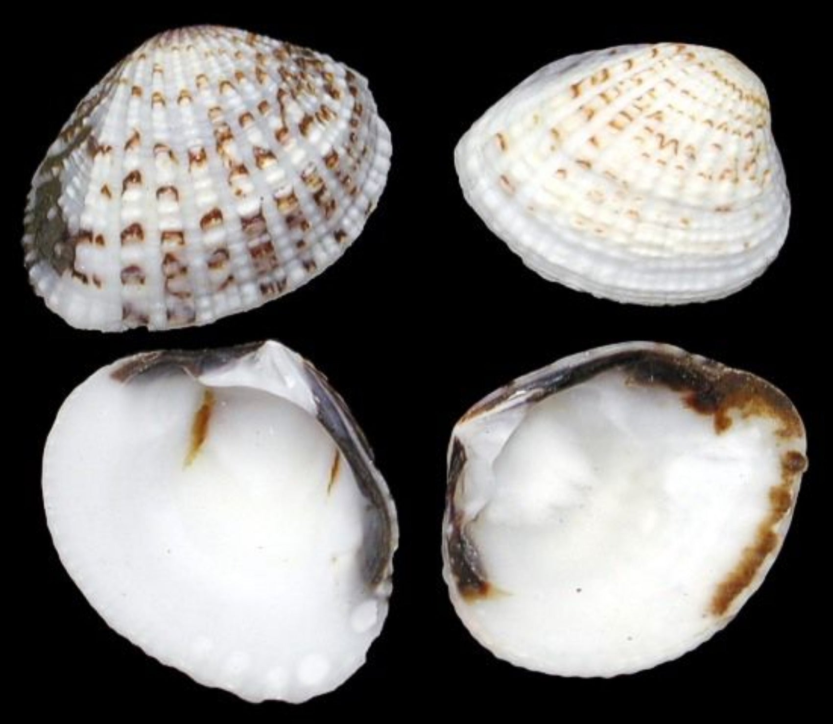 Clam Semi-White Single 3/4 to 1 1/2" Shells Sold By The 1/4 LBS ####