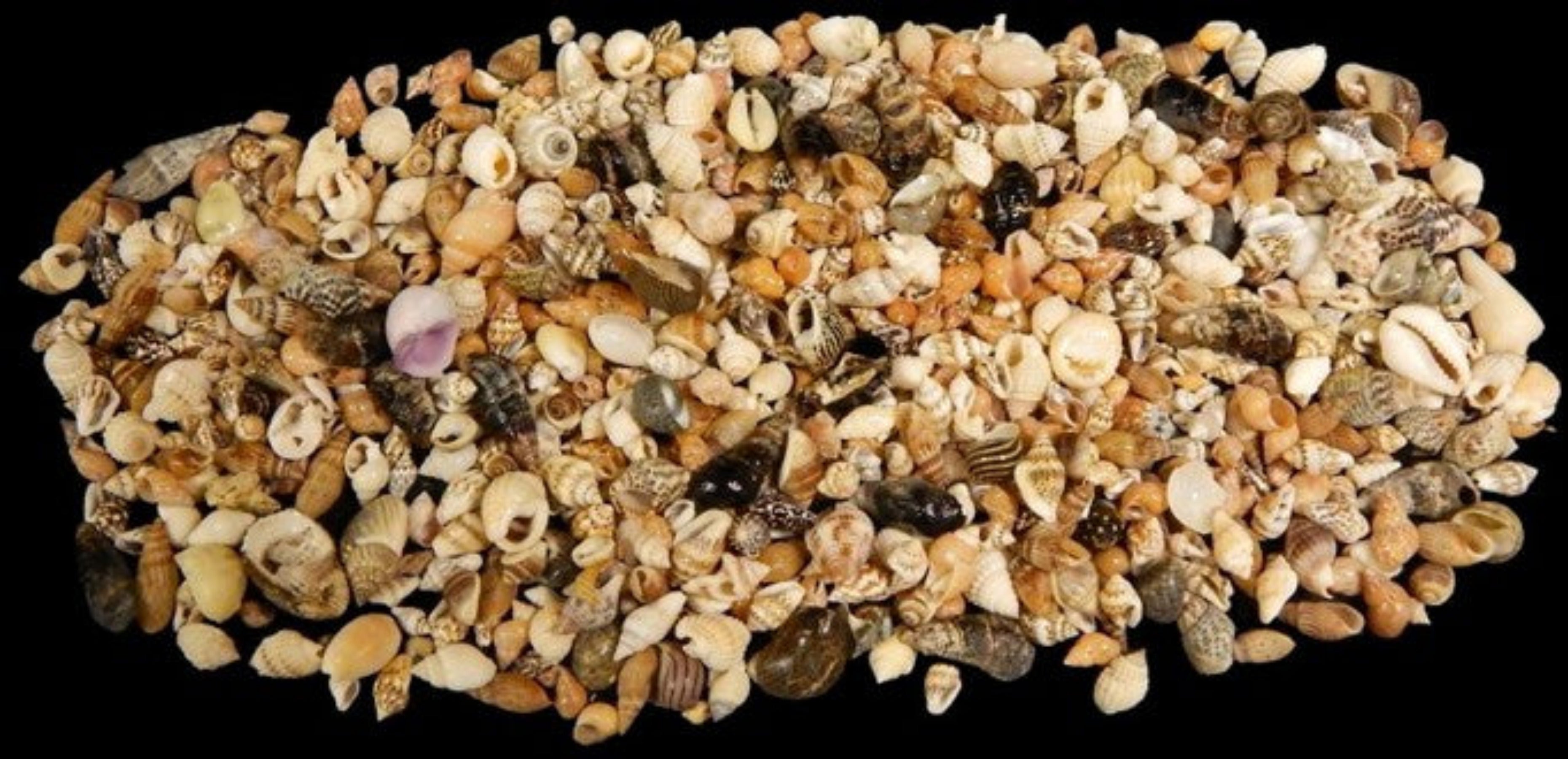 Shell Mix Tropical 1/4 to 3/4" Sold By The 1/4 LBS  ####