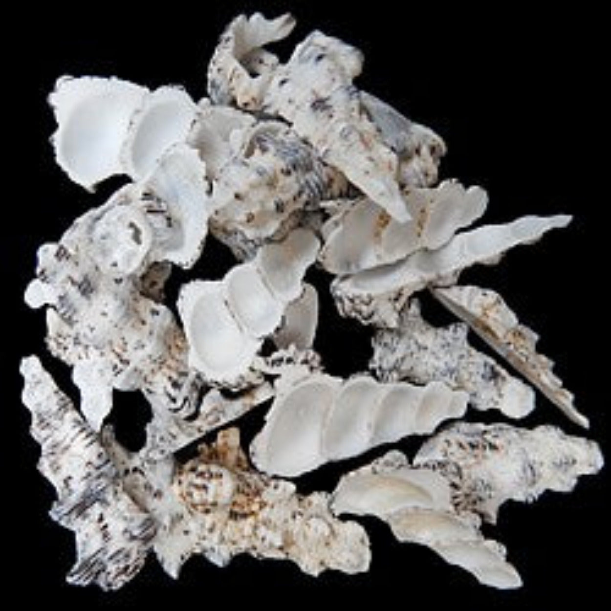 Cerithium Asst 2 to 2.5"  Shell Side Cuts Sold By The 1/4 LBS  ####