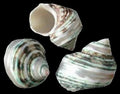 Turbo Polished Silver Band Green  at Least 2" Shells Sold Each ####