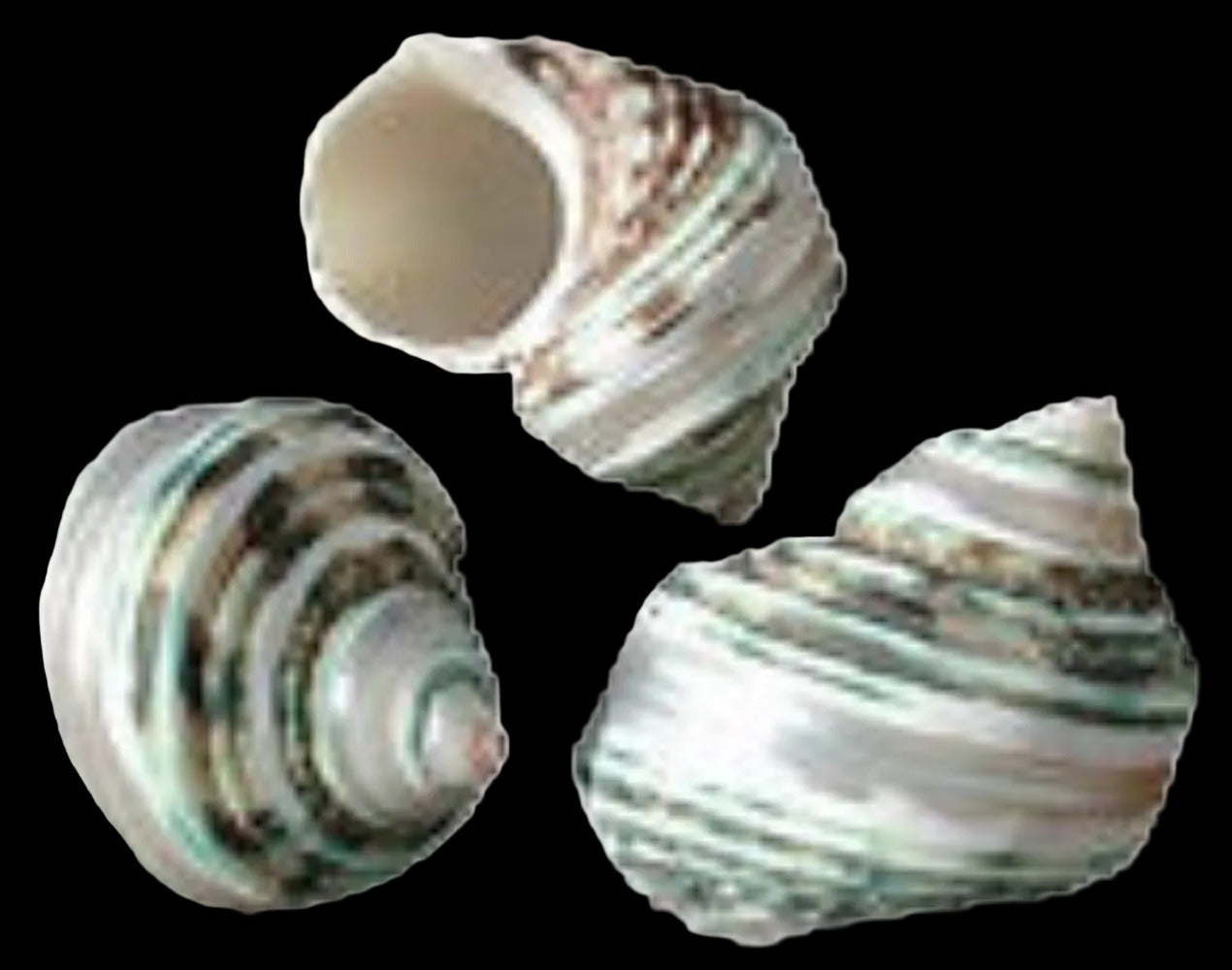 Turbo Polished Silver Band Green  at Least 2" Shells Sold Each ####
