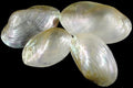 Clam (Silver) 3 to 3 3/4" Single Shells Polished Sold Each ####