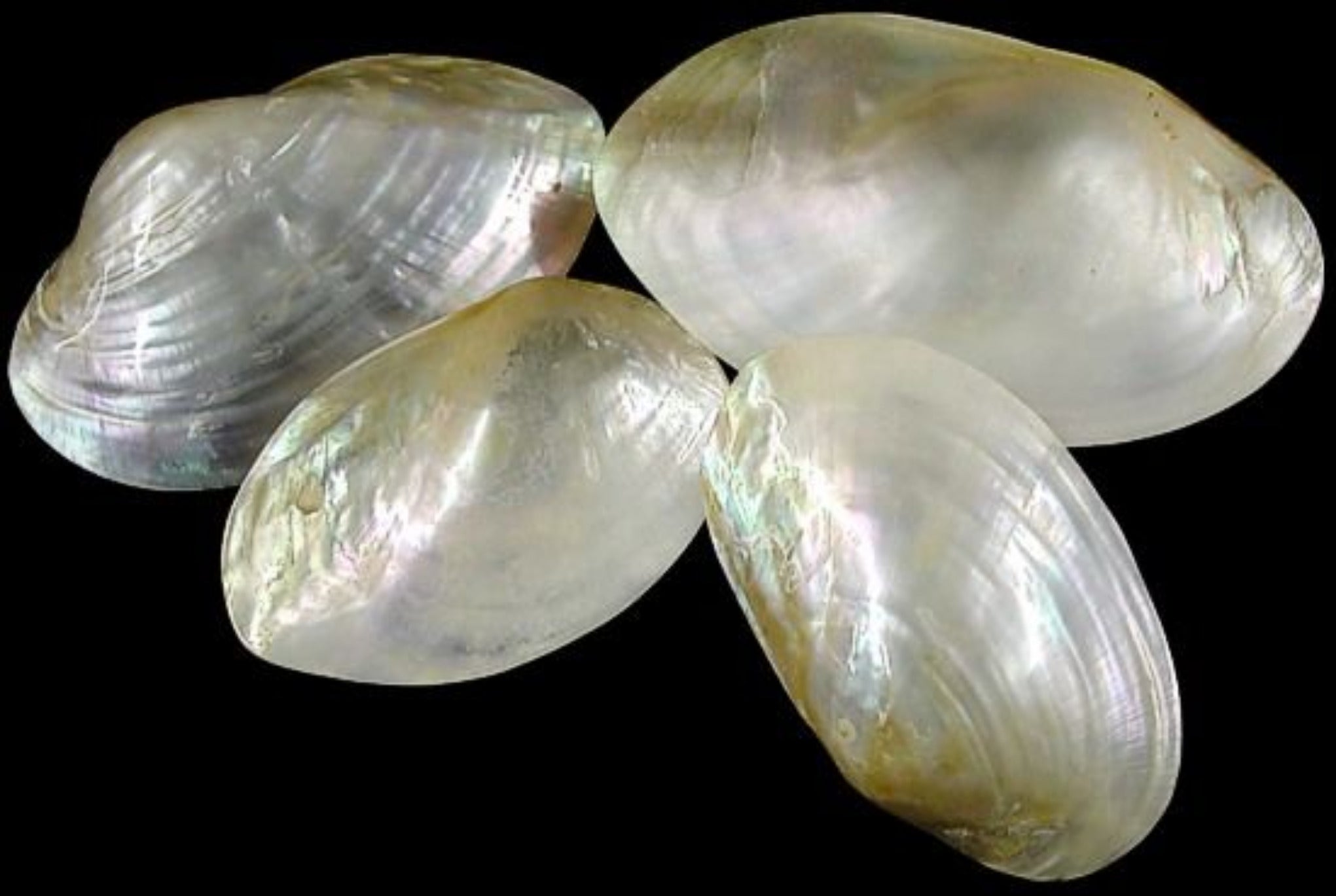Clam (Silver) 3 to 3 3/4" Single Shells Polished Sold Each ####