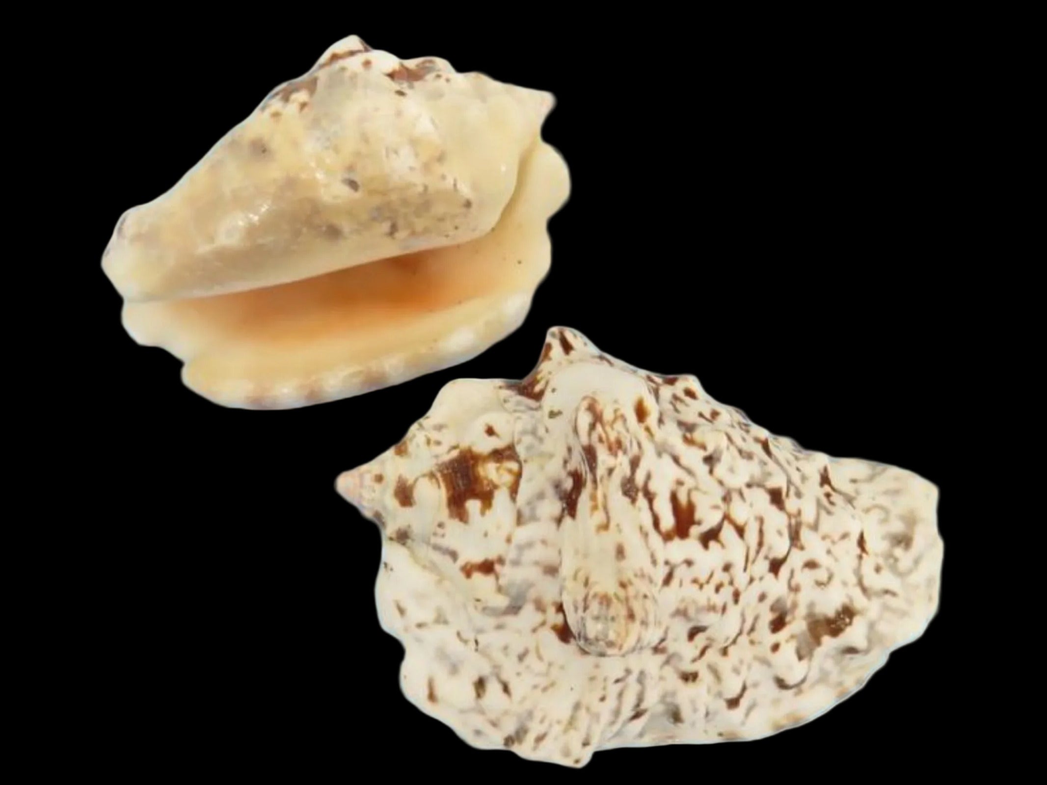 Conch (Silver Lip) 2 to 3 1/4" Shells Sold By The 1/4 LBS ####