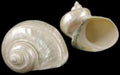 Silver Memoratus Shells measuring approximately 5"  Sold Each    41526