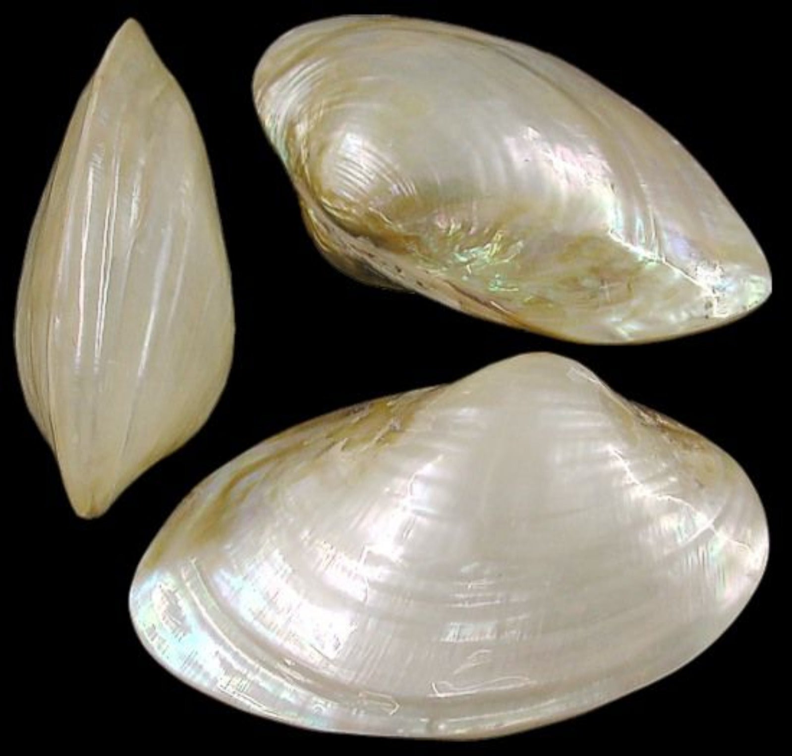 Clam (Silver)  3 3/4 to 5" Polished Shell Pairs Sold Each ####