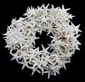 Dyed White Starfish measuring 1 1/2 to 2" Sold Each        40526