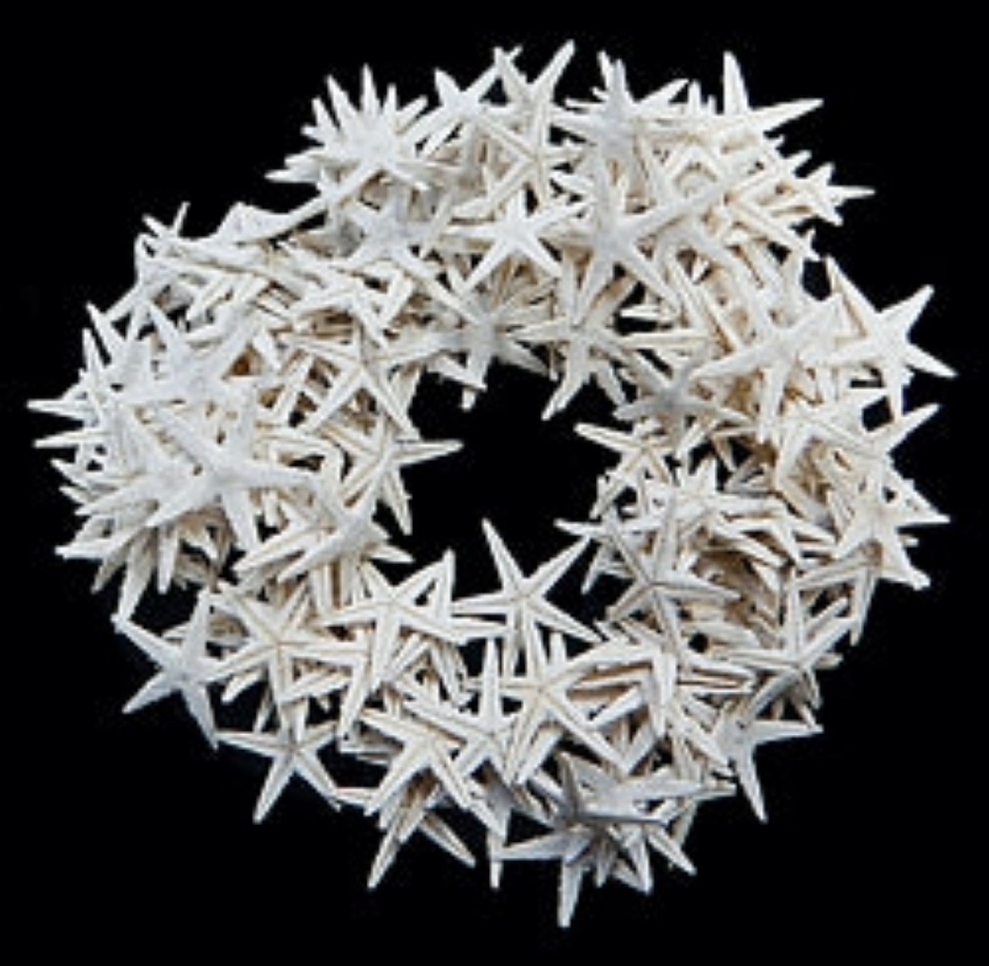 Dyed White Starfish measuring 1 1/2 to 2" Sold Each        40526