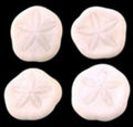 Sea Biscuits measuring 1 to 1 1/2" Sold Each    61026