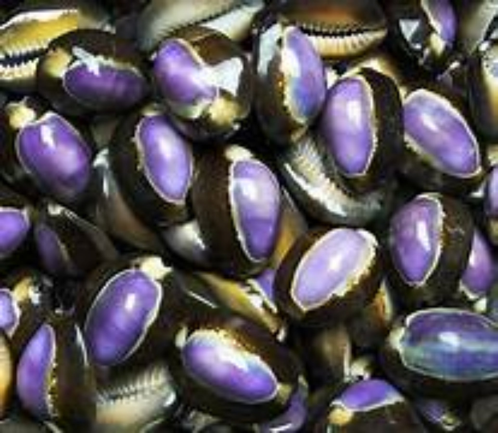 Purple Top Cowrie Shell measuring 3/4 to 1 1/4" Sold Each  31026