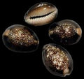 Cowrie (Snake Head) 3/4 to 1 1/4"  Shell Sold Each  ####