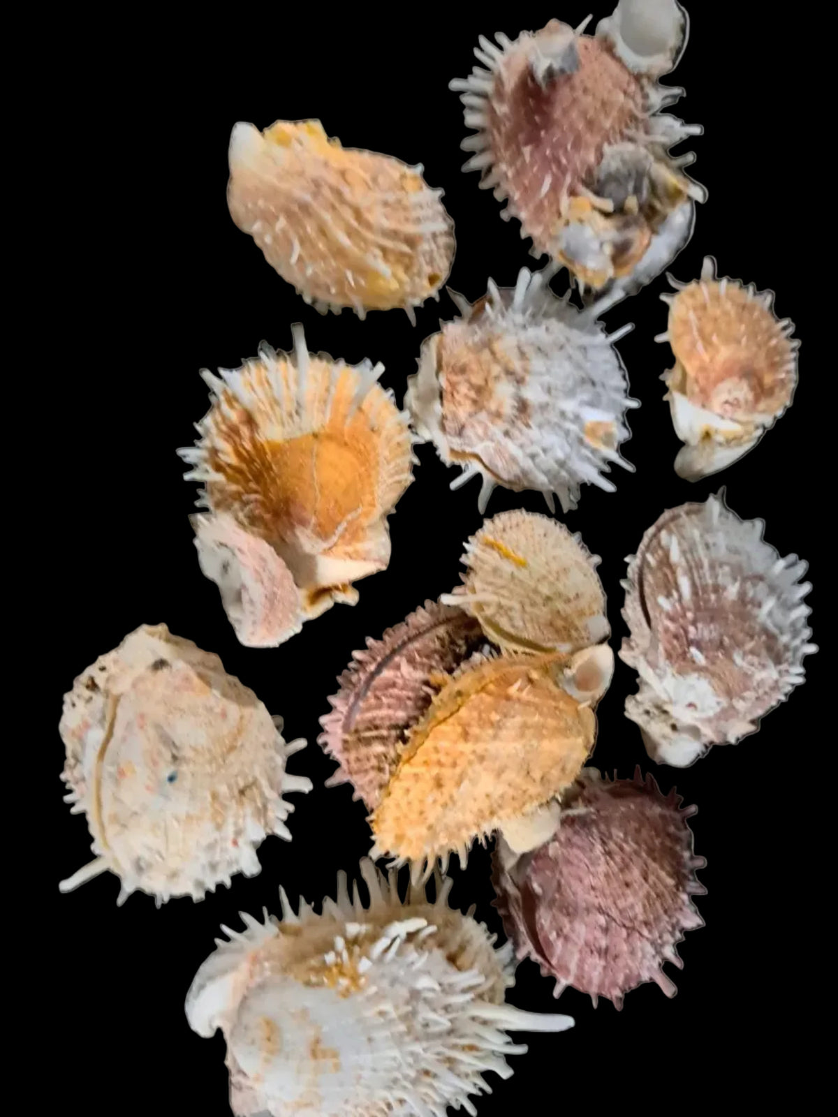 Spiny Assorted Oyster Shell Pairs measuring 2.5 to 4" Sold Each   82926