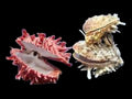 Spiny Assorted Oyster Shell Pairs measuring 2.5 to 4" Sold Each   82926
