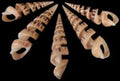 Spiral Cut Marlin Spike Shells measuring 5 to 6" Sold Each  31426
