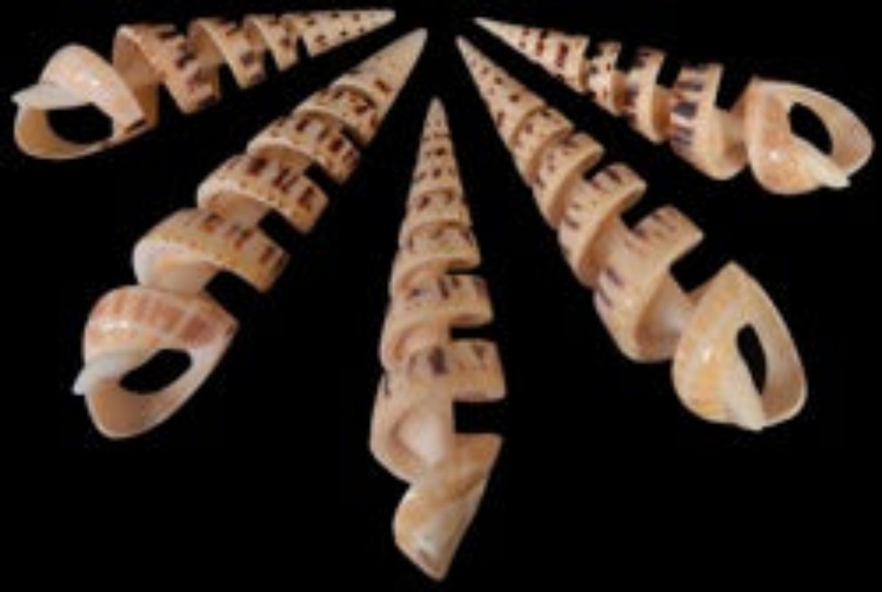 Marlin Spike Spiral Cut 5 to 6" Shell Sold Each  ####