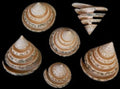 Green Spiral Cut Troca Shells measuring 2 to 2 1/2" Sold Each    31926