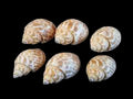 Babylon Spirata Shells 1 to 2" Sold By 1/4 LBS ####