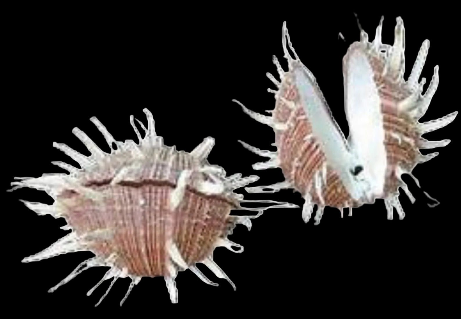 Oyster Spondylus Regious  4 to 5",  SOLD EACH ####