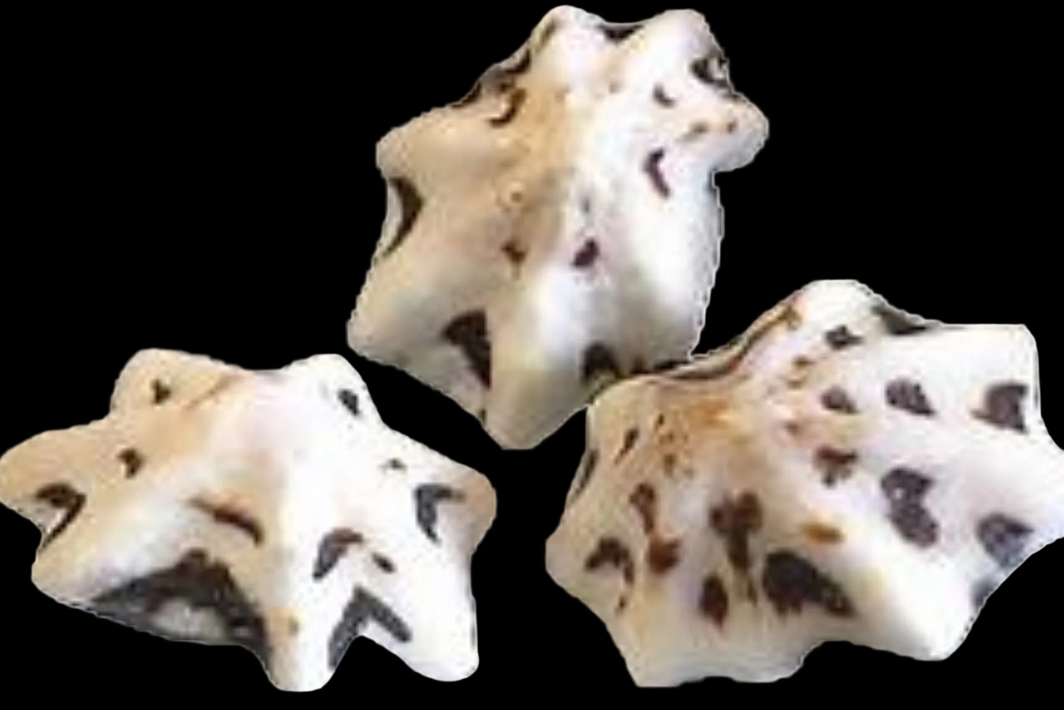Limpet (Star) 1" or Less Shells Sold By  1/4 LBS ####