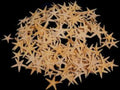 Tan Starfish measuring 1/2 to 1" Sold Each      61626