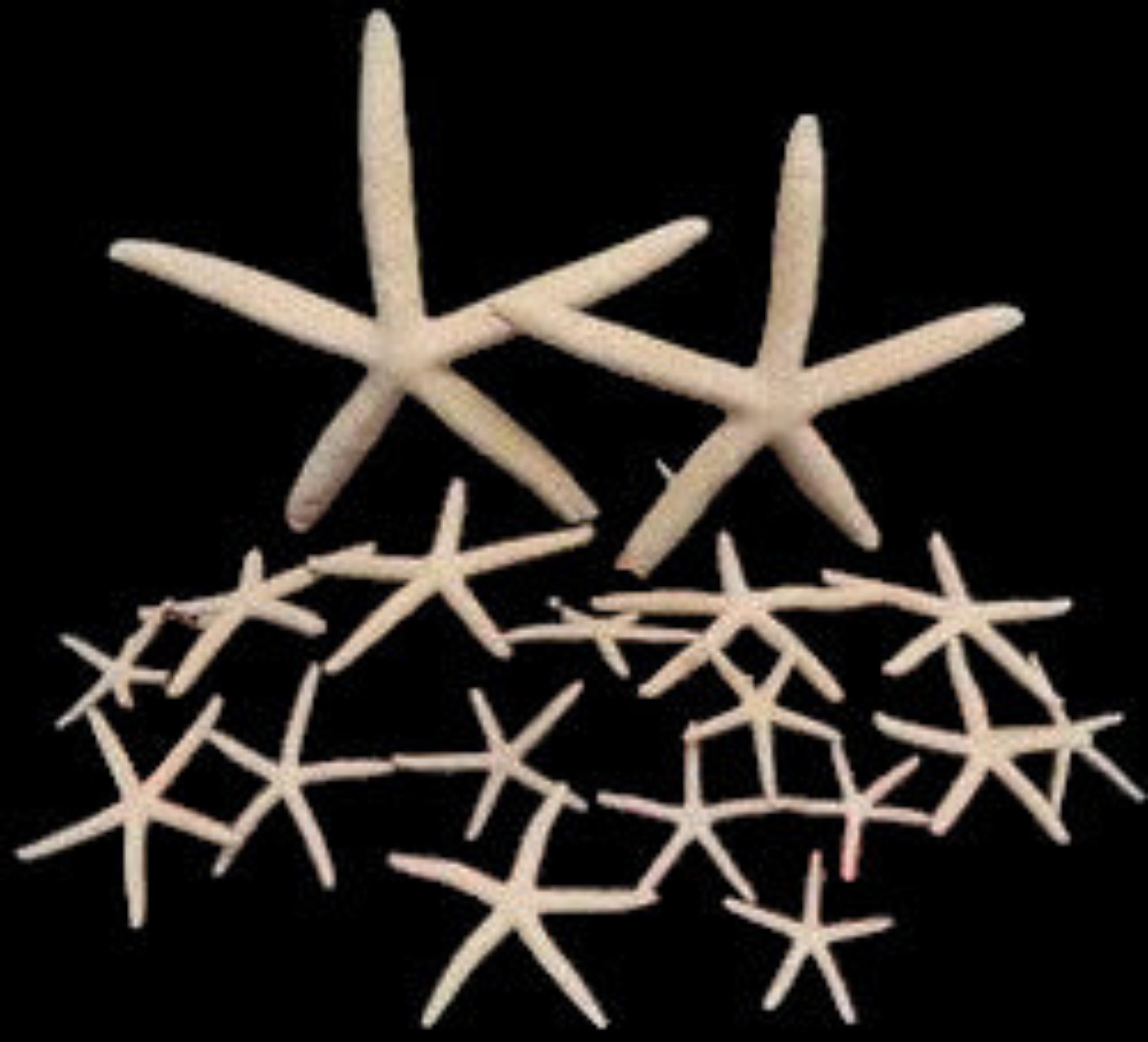 STARFISH KNOWLEDGE BASE    61426