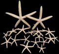 White Star fish measuring 4 to 5"  Sold each        61426